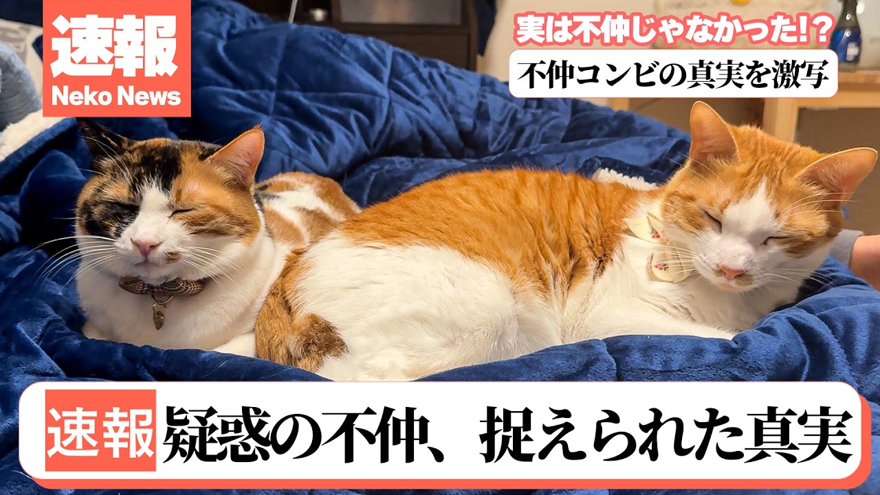 【緊急速報】猫たちの”不仲”営業、まさかの嘘だった。