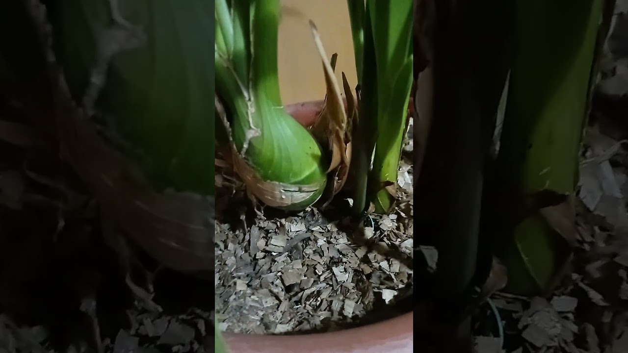 falenopsis20250707 092328