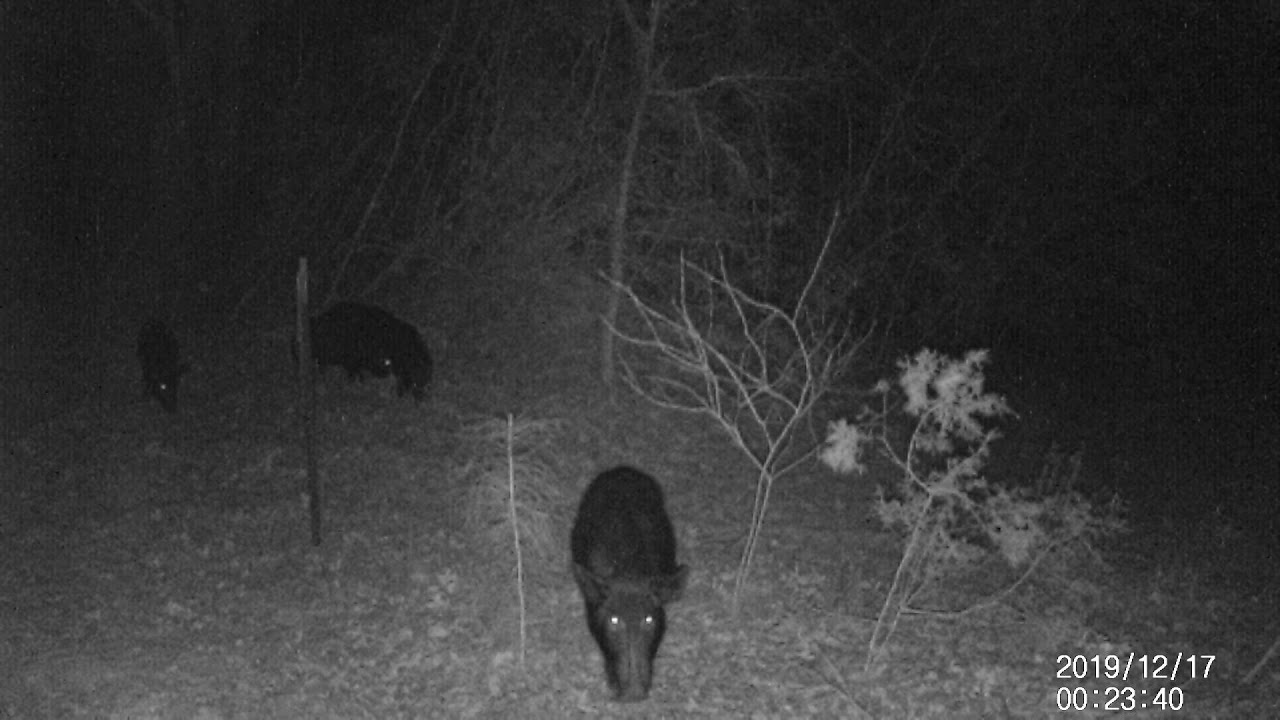Northstar Ranch, hogs running round