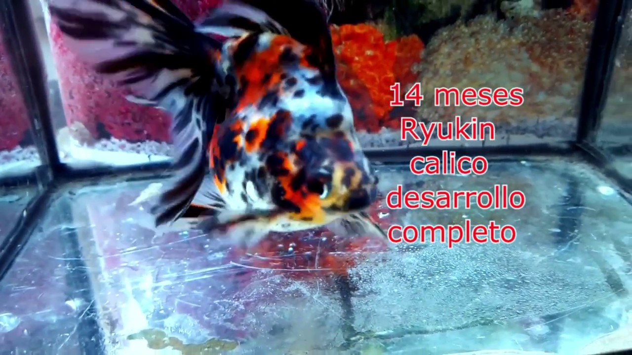 Transformation Goldfish calico Ryukin Calico