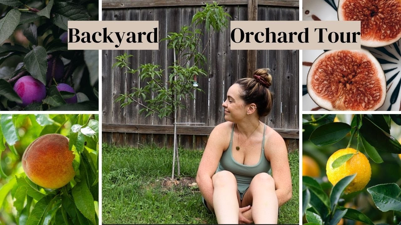 Backyard Orchard Tour | Grow Fruit in a Neighborhood 🍑🍋