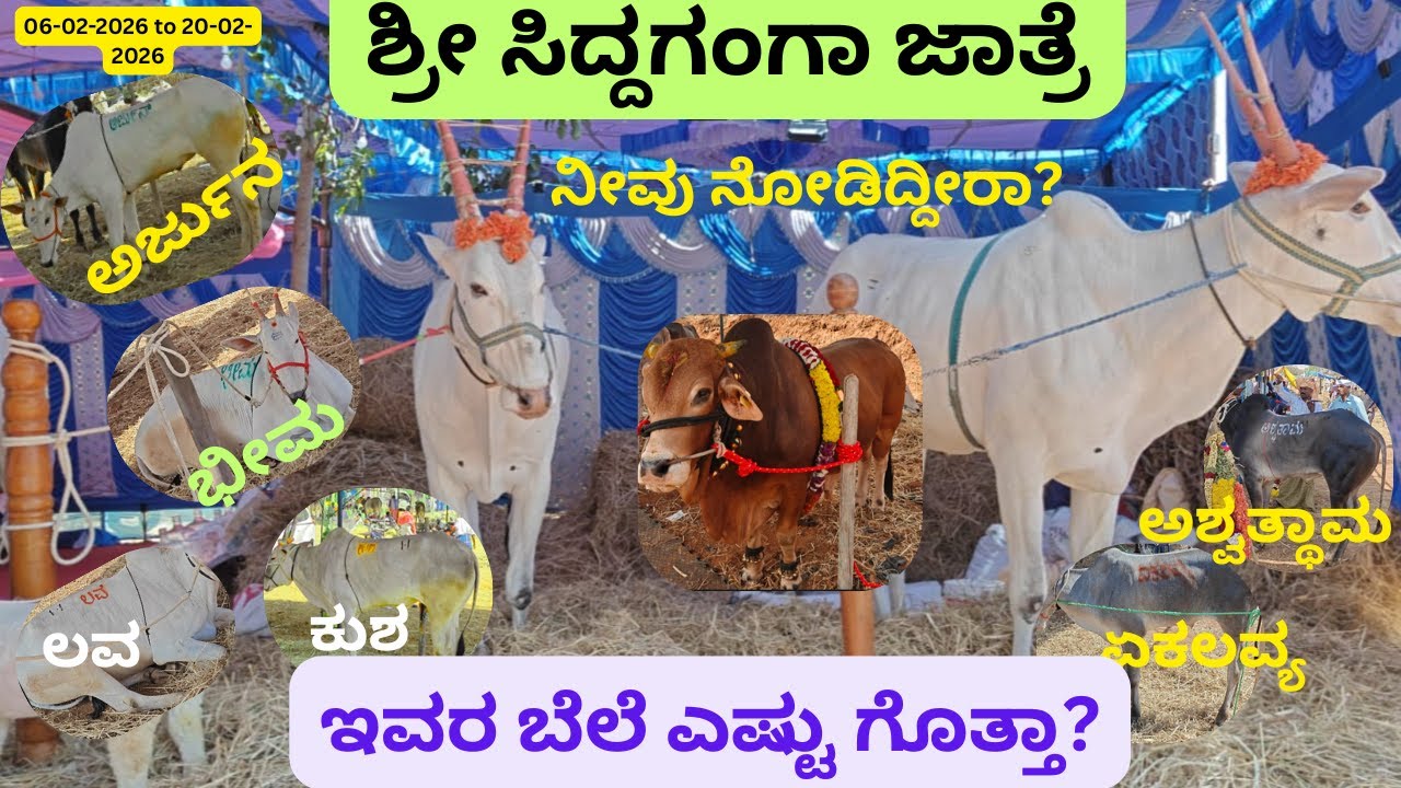 ಶ್ರೀ ಸಿದ್ಧಗಂಗಾ ಮಹಾಜಾತ್ರೆ 2026 | 5000 ಕ್ಕಿಂತ ಹೆಚ್ಚು ದನಗಳ ಜಾತ್ರೆ| Hallikar |Hori | ಮಿಸ್ ಮಾಡಬೇಡಿ| Must
