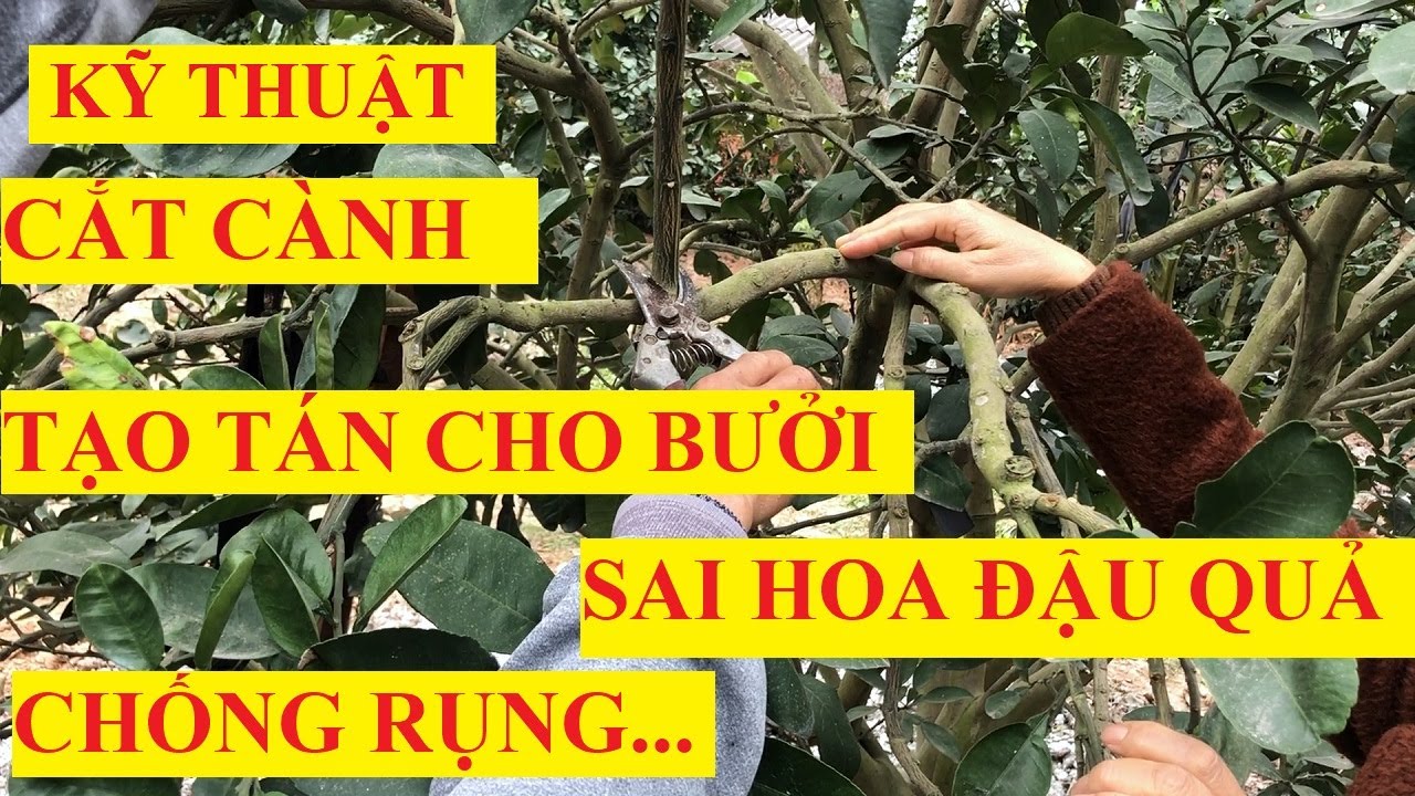 KỸ THUẬT CẮT CÀNH TẠO TÁN CHO BƯỞI SAU THU HOẠCH, CHO SAI HOA ĐẬU QUẢ, CHỐNG RỤNG,
