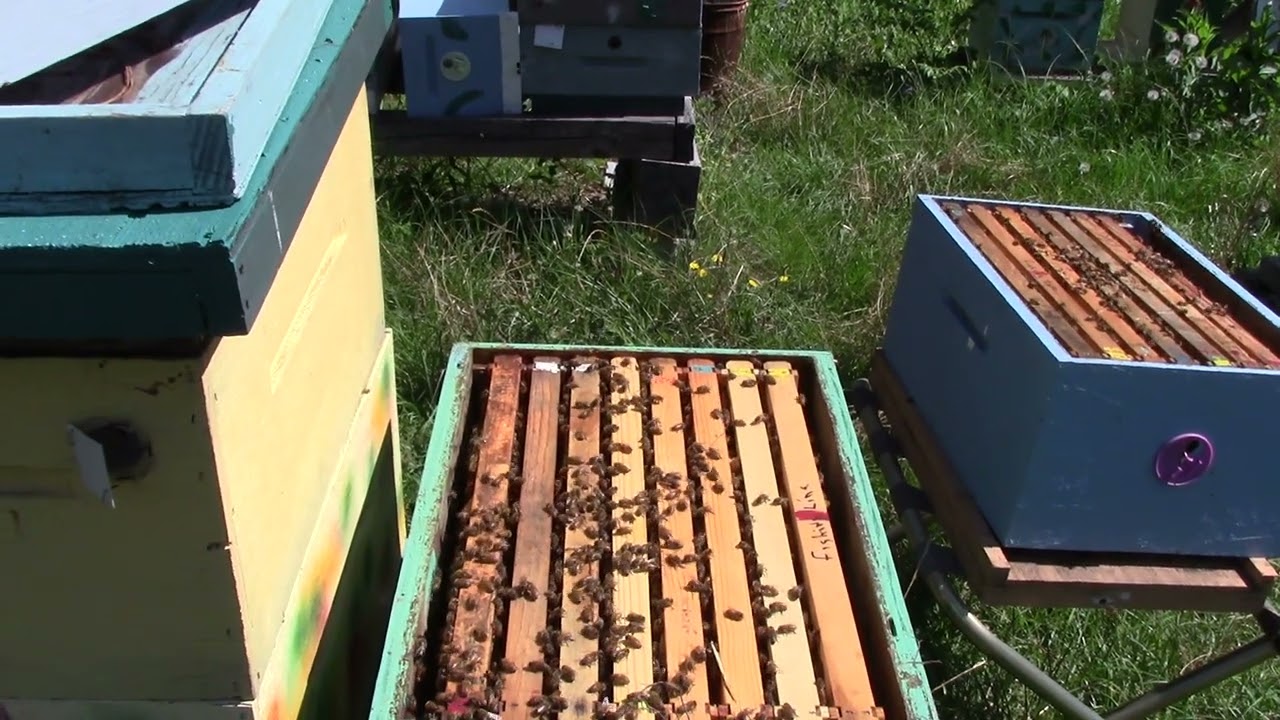How I fix a just about a over flow hive The top box is full with eggs & ..0807 # 320 EF
