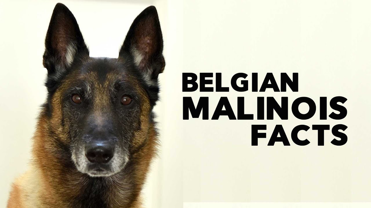 Belgian Malinois Everything You Need to Know
