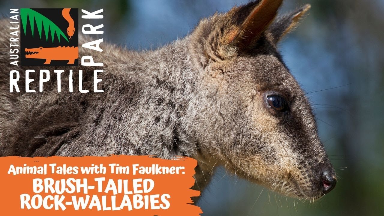 Истории о животных с Тимом Фолкнером | Эпизод 17 | Кистехвостые скальные валлаби