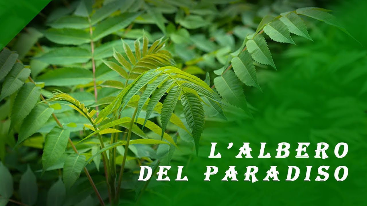 L'albero dell'ailanto - Erbe del delta