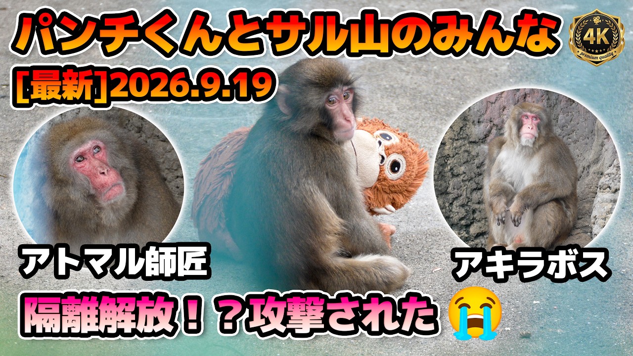 【隔離サルから攻撃！？】パンチくんとサル山のみんな。オランママと一緒♡シルバーウィーク初日！パンチくん切手も！パンチくん日記2026.9.19 Punch was attacked【市川市動植物園】
