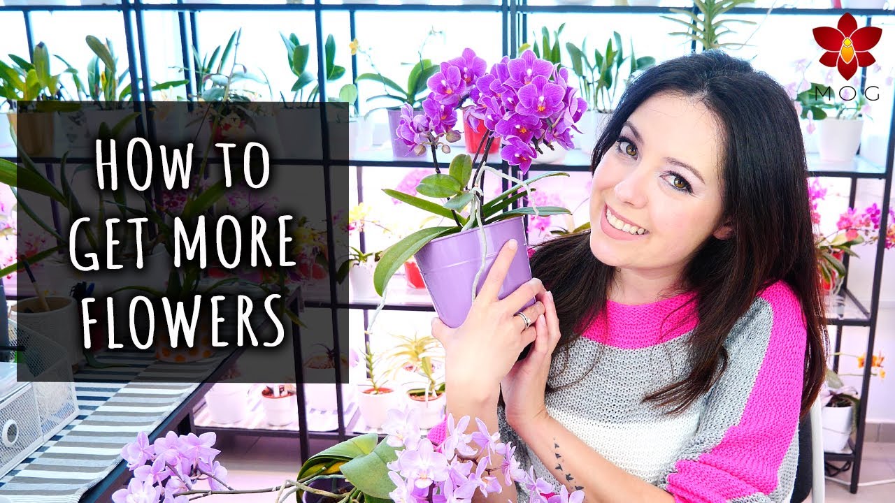 How to make Phalaenopsis Orchids have more flowers! - Orchid Care for Beginners