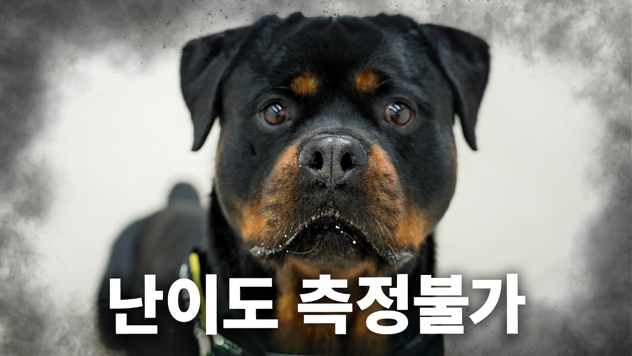 개훌륭 단골 출연견. 드디어 나왔습니다 | 견종백과 로트와일러편