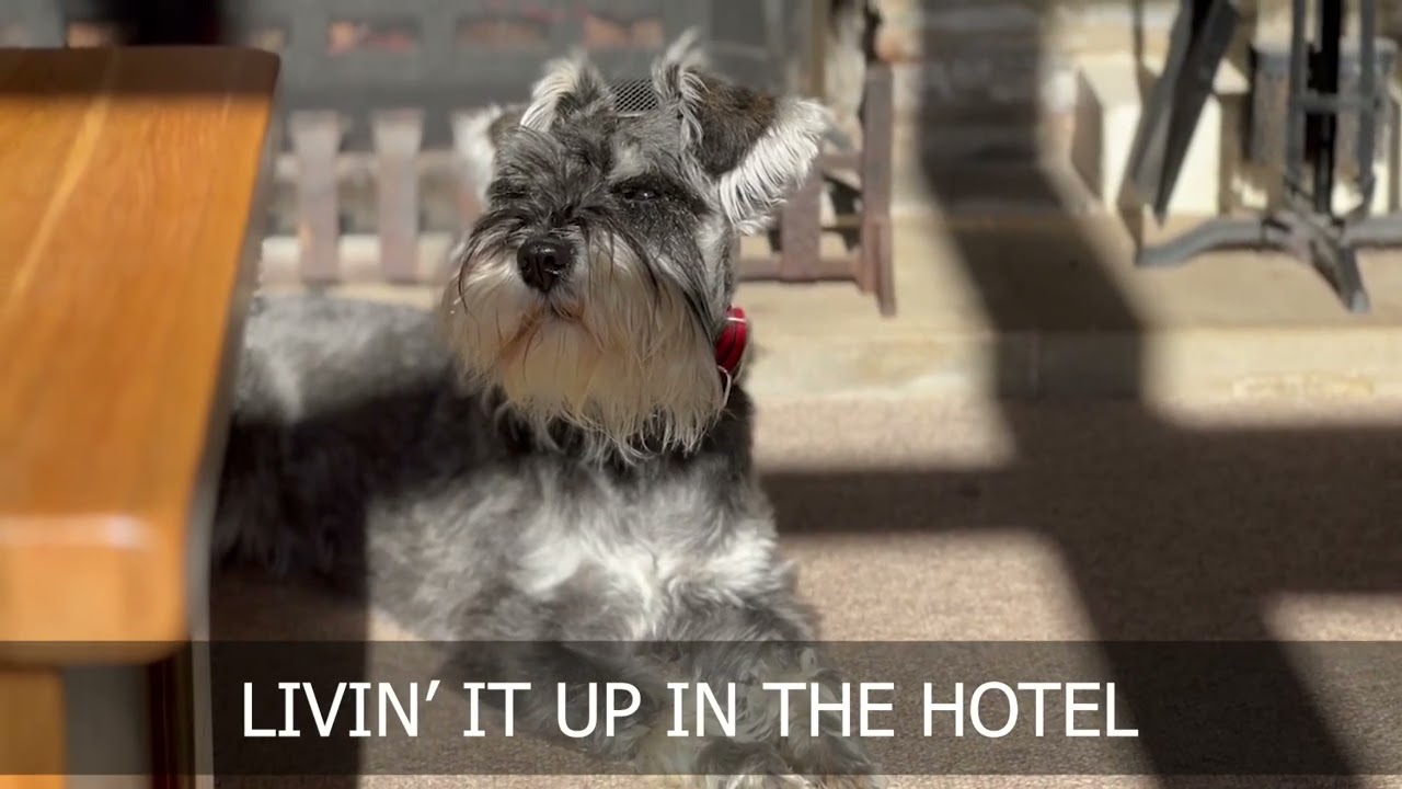 Life with a Miniature Schnauzer (Hotel California Parody)