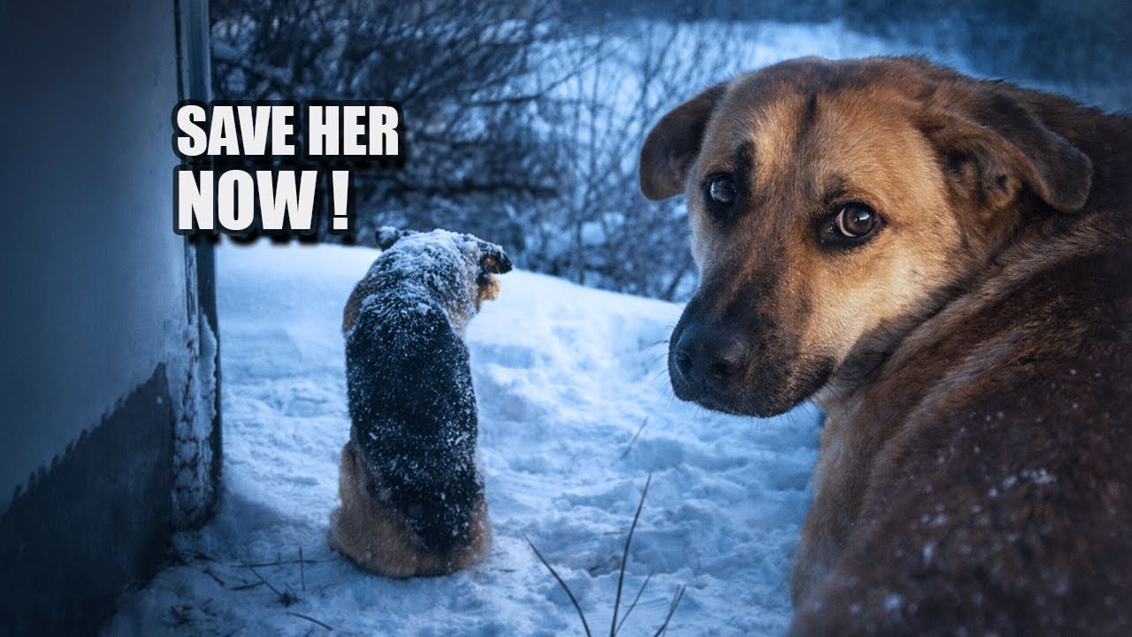 A Dog Cried for Help… Her Friend Was Frozen — We Couldn’t Believe Why