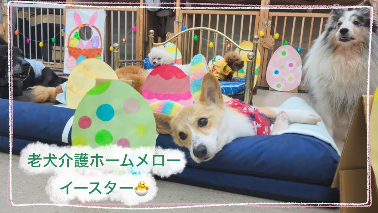 【老犬介護ホームメロー】ワンコたちのイースター🐰🥚