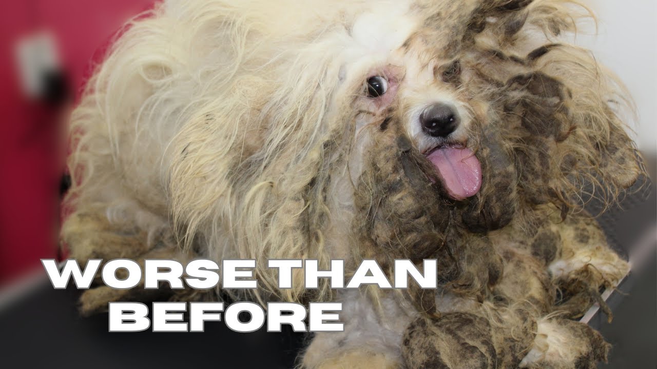 Unbelievable Return: The Same Dog, Now in Even Worse Condition…