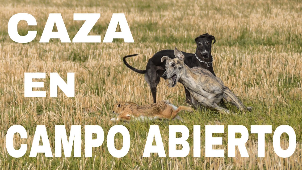 🐕CARRERAS de GALGOS en CAMPO con LIEBRE
