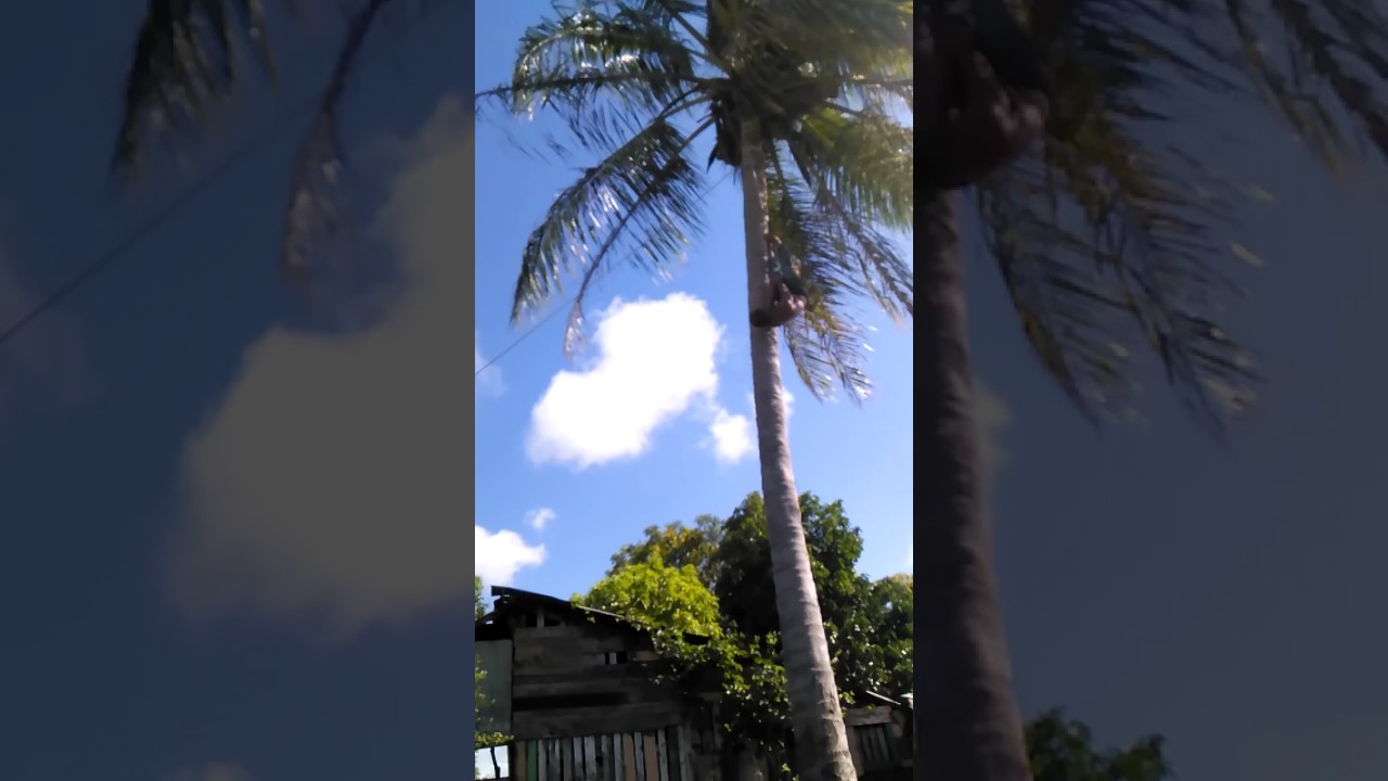 Mata de coco
