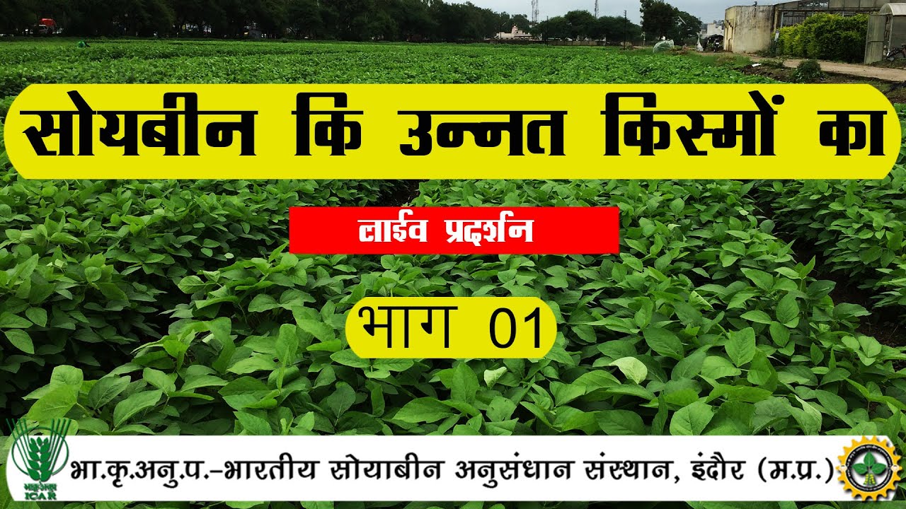 सोयाबीन कि उन्नत किस्मों का लाईव प्रदर्शन  (27.09.2021 Part-1)