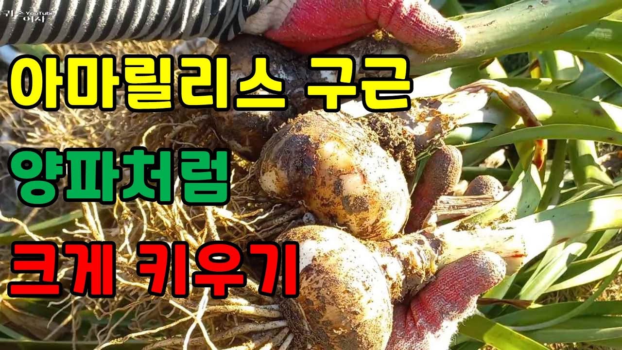 아마릴리스 꽃이지고나서 이렇게 해 주면 구근이 양파처럼 커다랗게 됩니다  #아마릴리스번식하기#노지정원아마릴리스