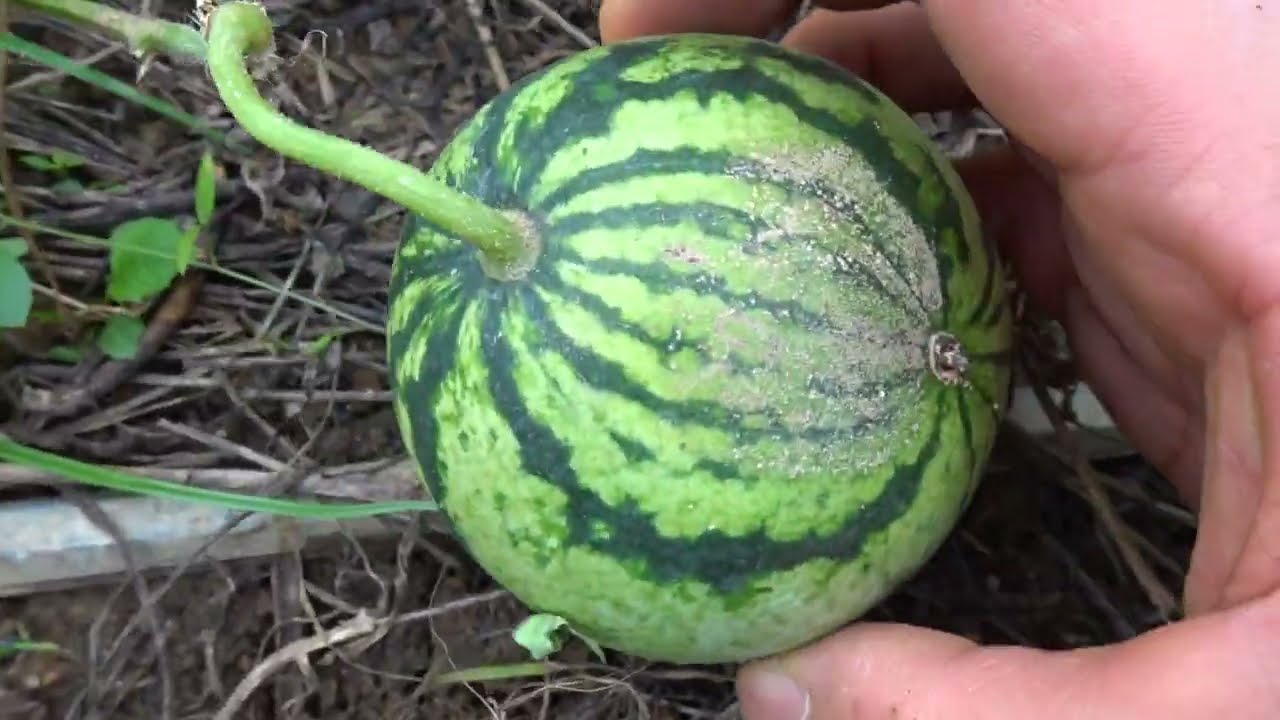 수박재배.... Watermellon...아기 수박열린모습.... 全州市.....Jeonju city. North Jeolla Province(전라북도 全羅北道).....KOREA