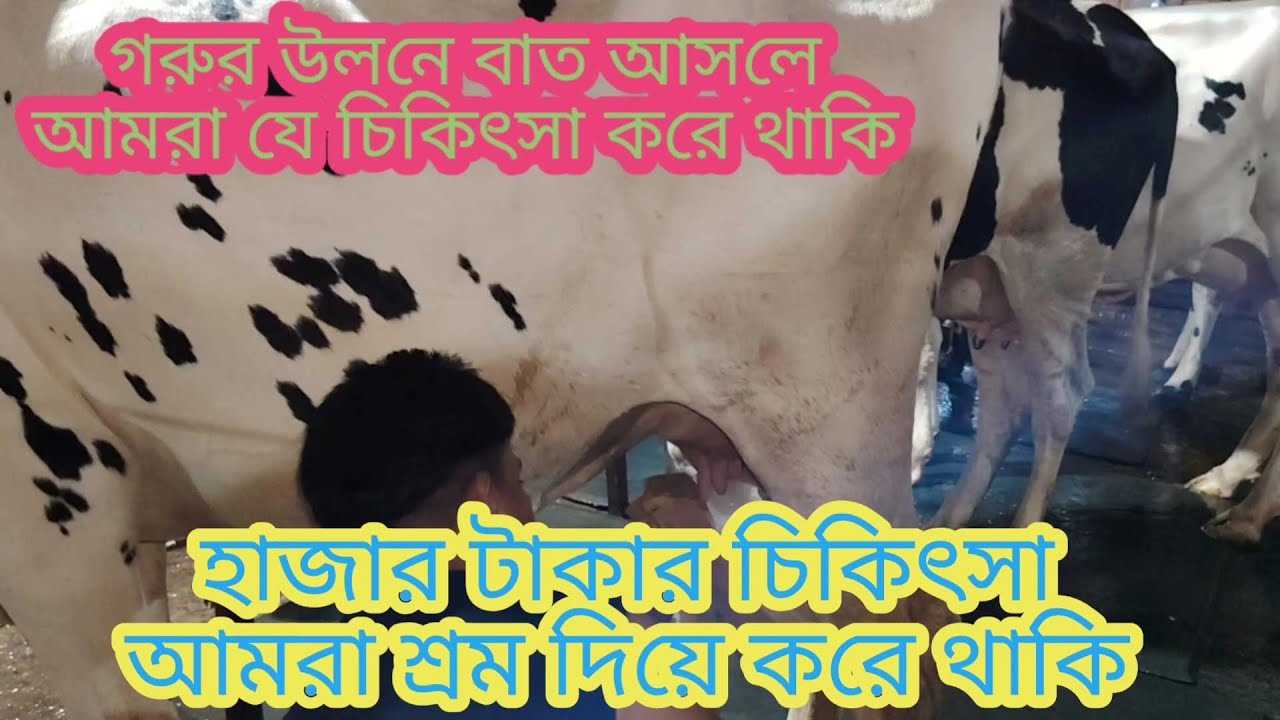 গরু উলনে বাত আসলে আমরা যে চিকিৎসা করে থাকি