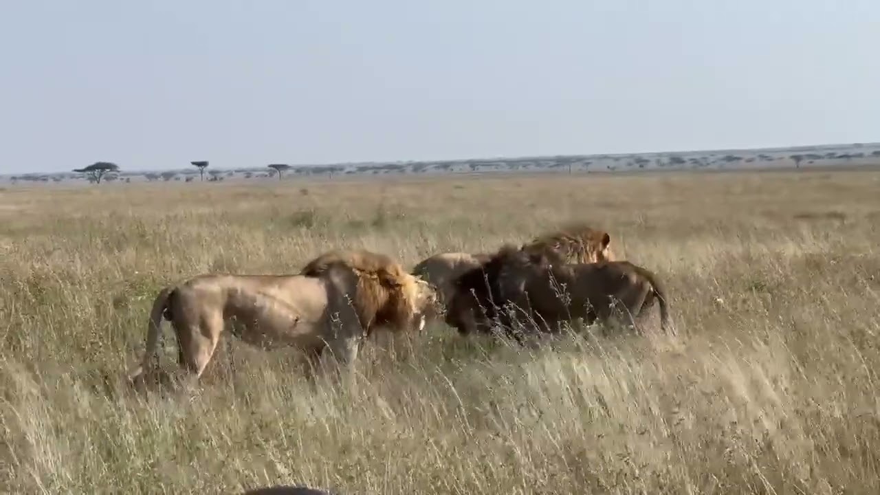 Dominant Saba Bora males caught intruder in their territory | Serengeti..