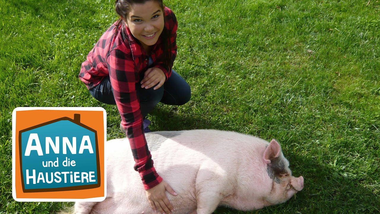 Mini-Schwein | Information für Kinder | Anna und die Haustiere