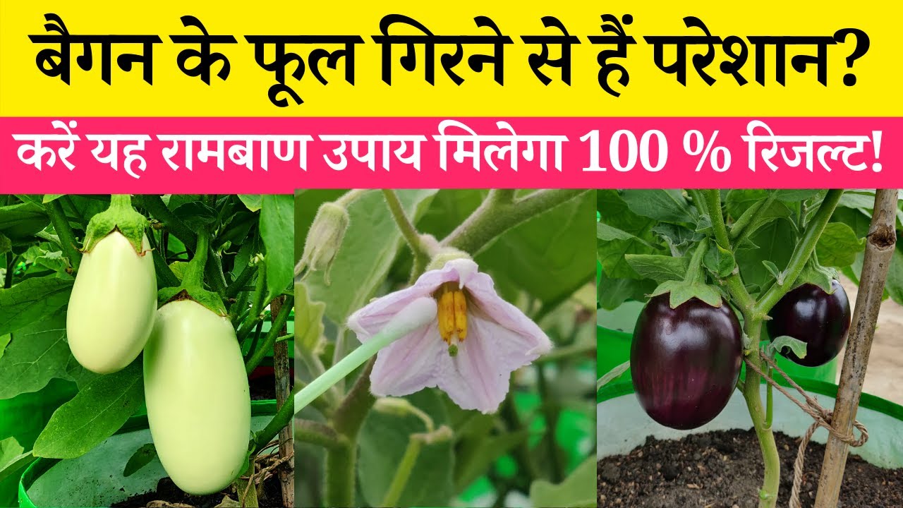 क्या आपके बैंगन के फूल सूख कर गिरते है? तो करे ये उपाय | Baingan Ke Phool Jhadne Se Kaise Roke