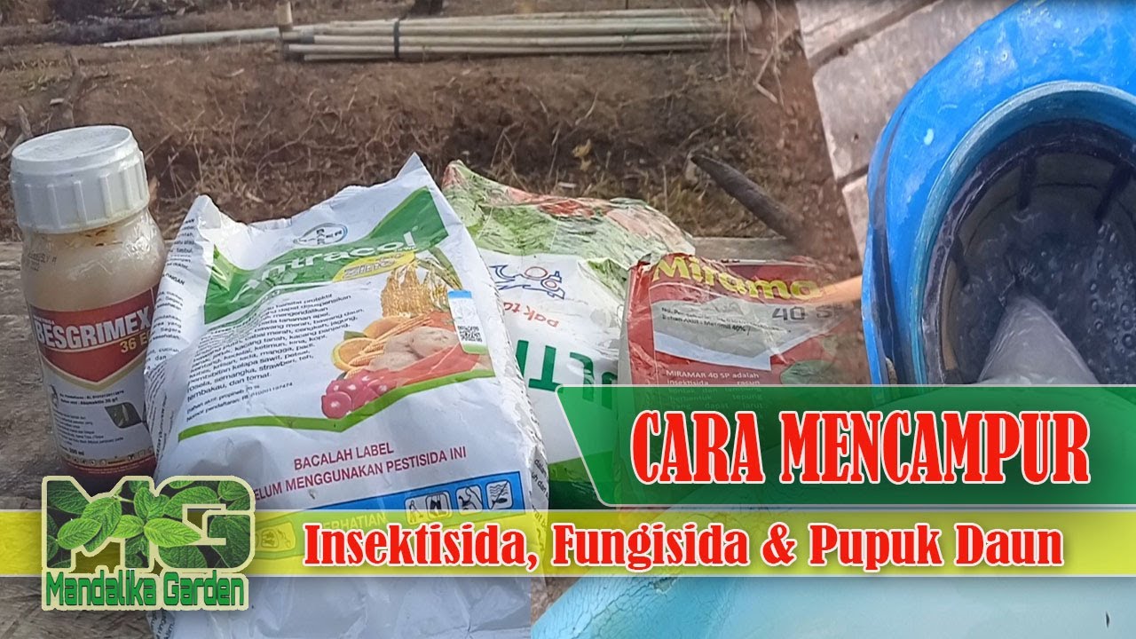 Cara Mencampur Insektisida, Fungisida dan Pupuk Daun || Cara Perawatan Mentimun || Mandalika Garden