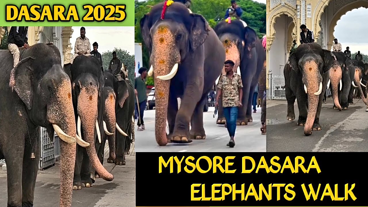 MYSORE DASARA ELEPHANTS 2025 | ELEPHANTS WALK |MYSORE DASARA 2025 | DASARA UPDATES |DASARA ELEPHANTS