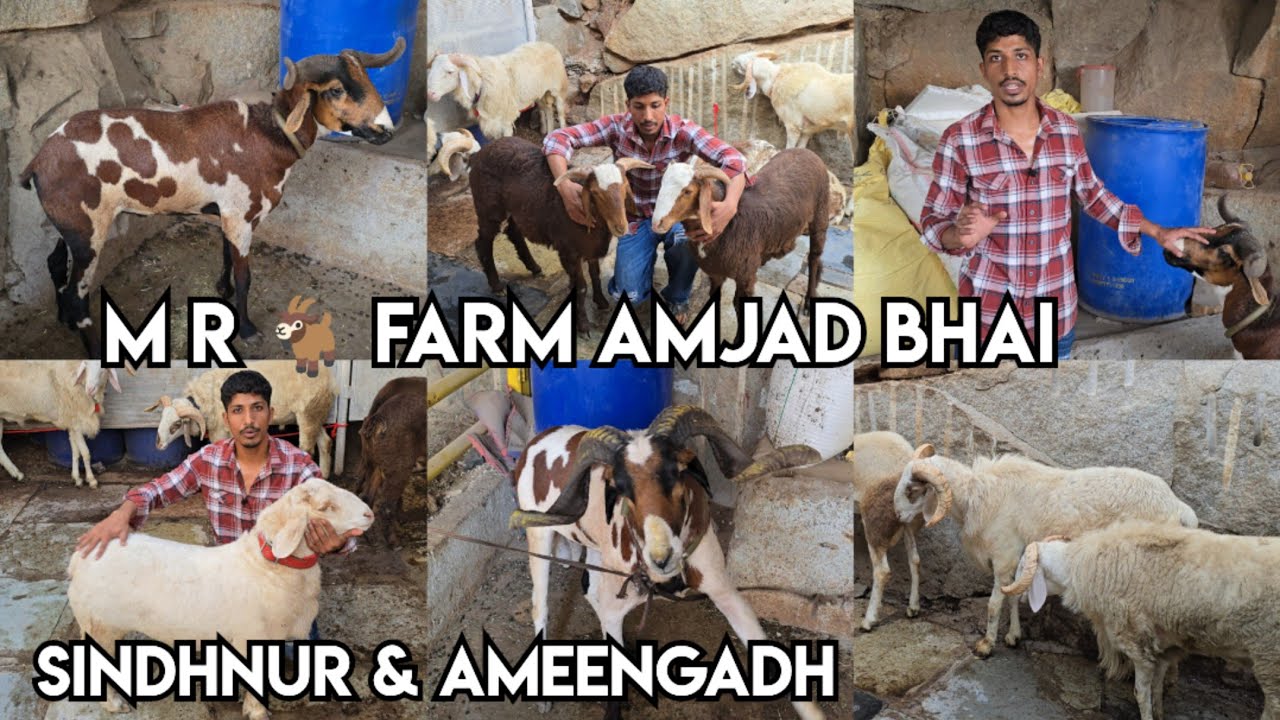 M R 🐐 farm Amjad bhai ke Sindhnur mende & Ameengadh heavyweight sheep's in Hyd | Top Quality Bannur