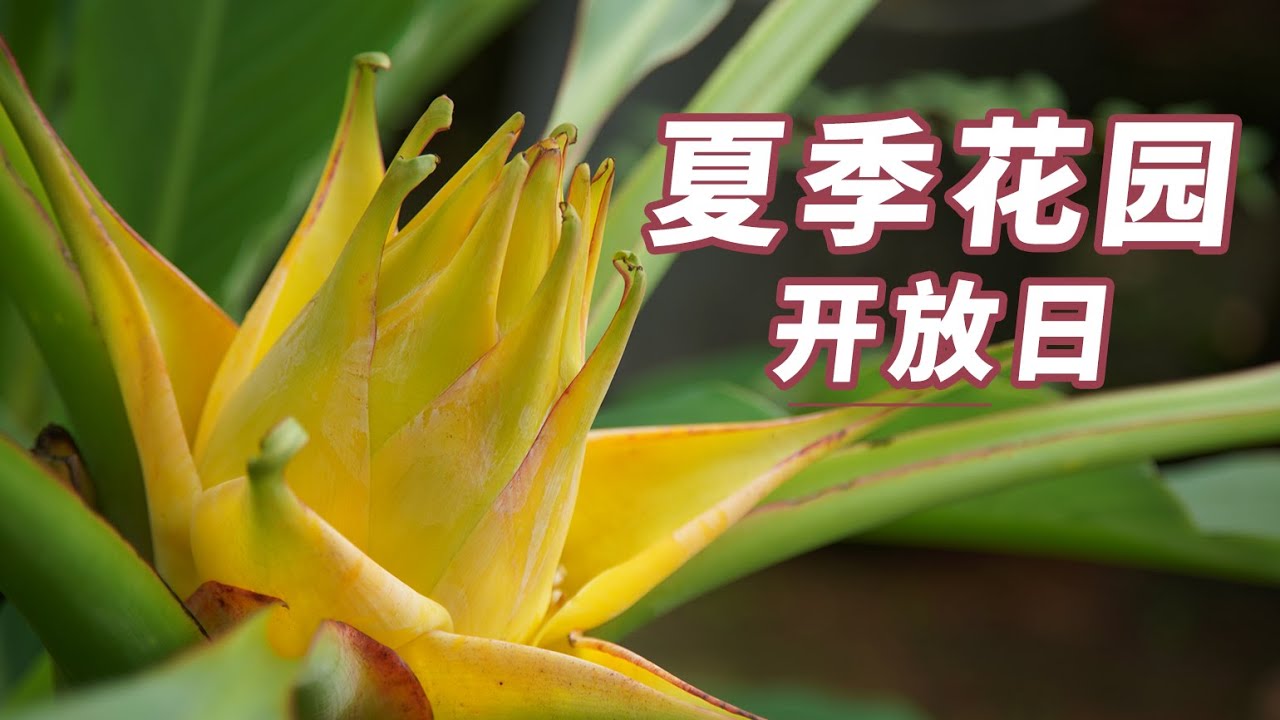 园丁小饭丨宁静的夏天，花园里也是繁花点点~