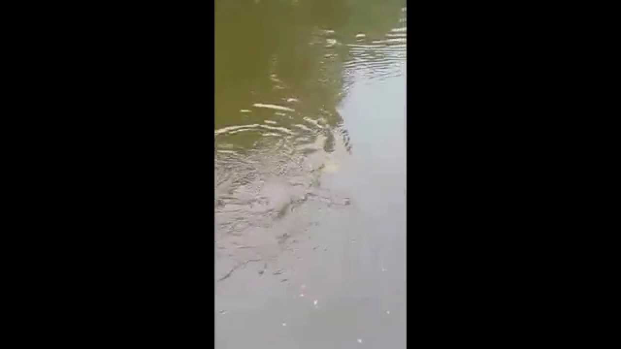 Siluro in arno con boa da riva Luglio 2014