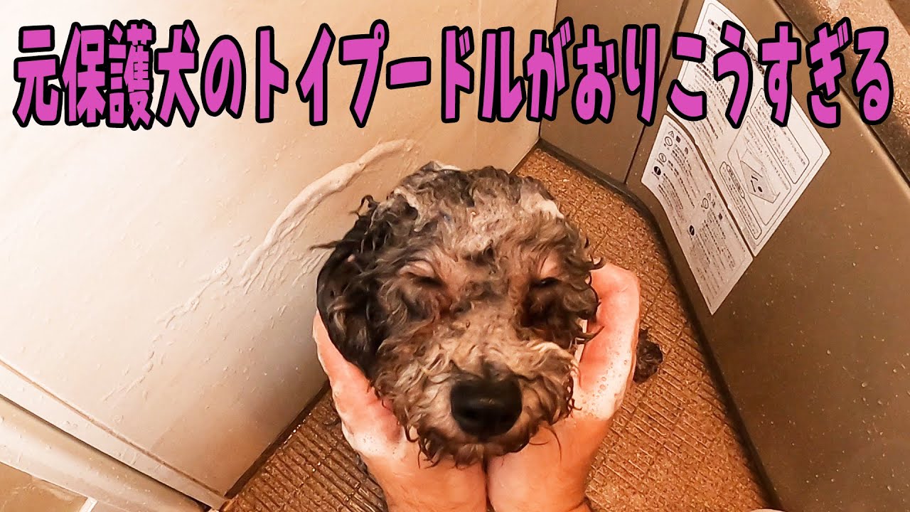 元保護犬のトイプードルがおりこうすぎて泣けた