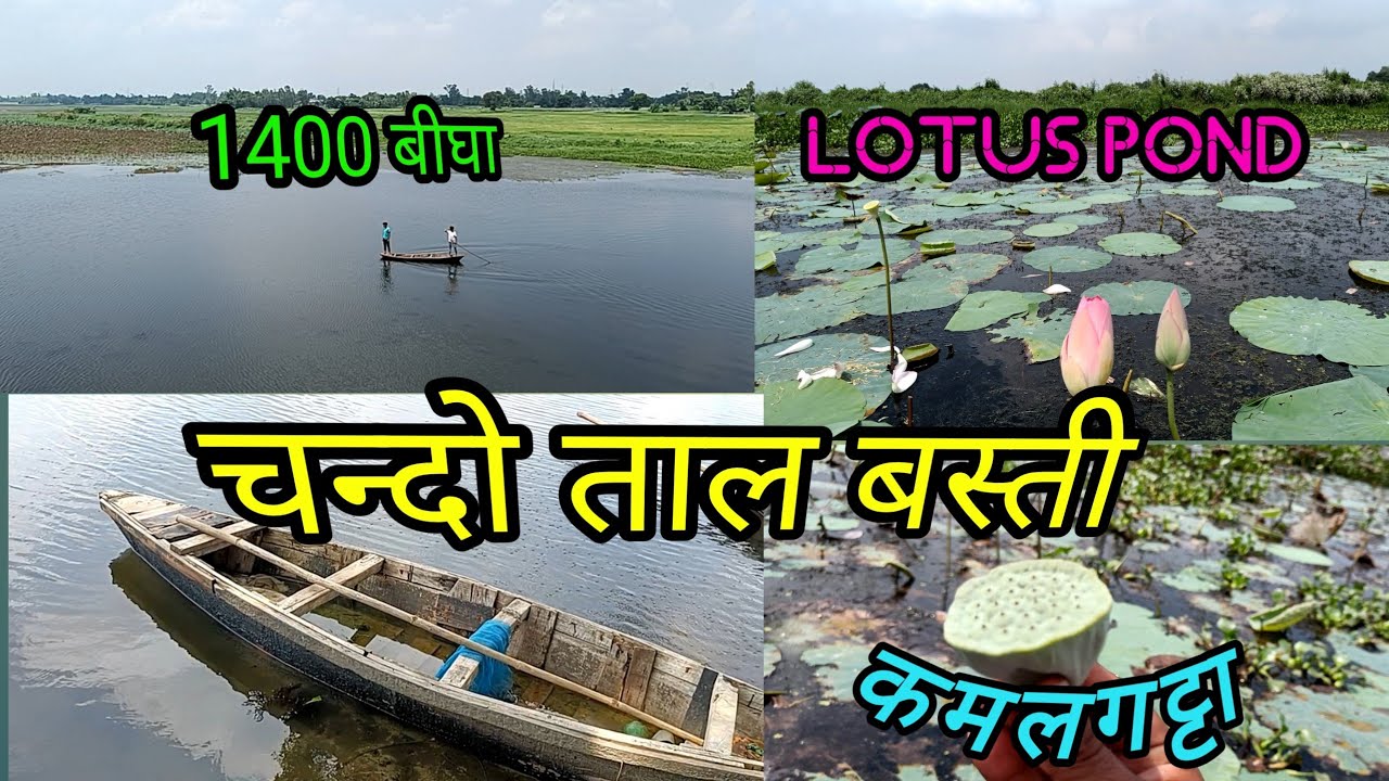 Chando Taal Uttar Pradesh Basti|Famous Lotus Pond|चन्दो ताल#basti#taal#vlog#pond@apnabasti