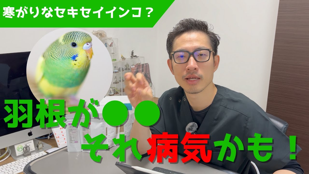【質問コーナー】換羽は左右対称で抜ける？寒がりなインコは羽根がフワフワになる？文鳥からパチパチという音が聞こえる...病気？