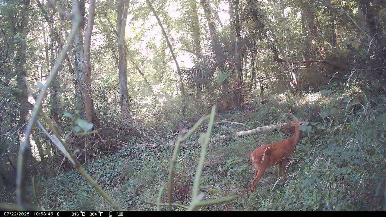 Forêt (41) - Chevreuils du matin