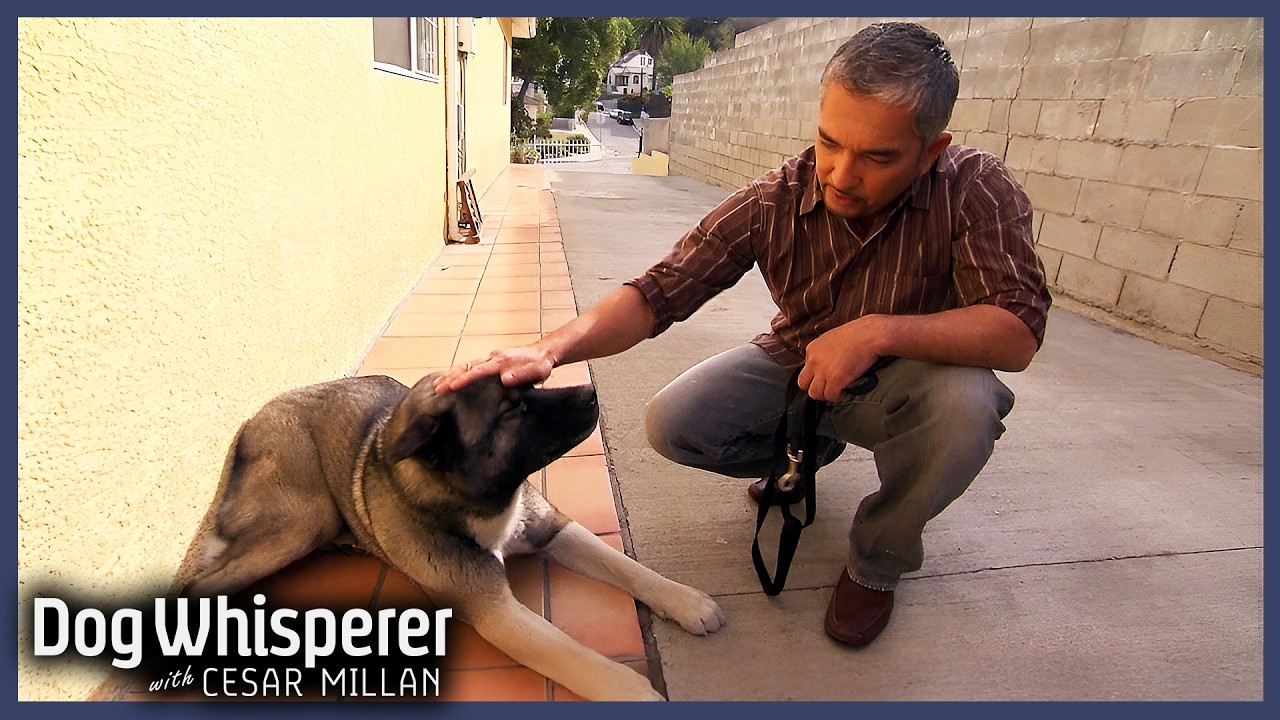 Fearful Akita Too Scared For Walks! | S5 E18 Full Episode | Dog Whisperer With Cesar Millan