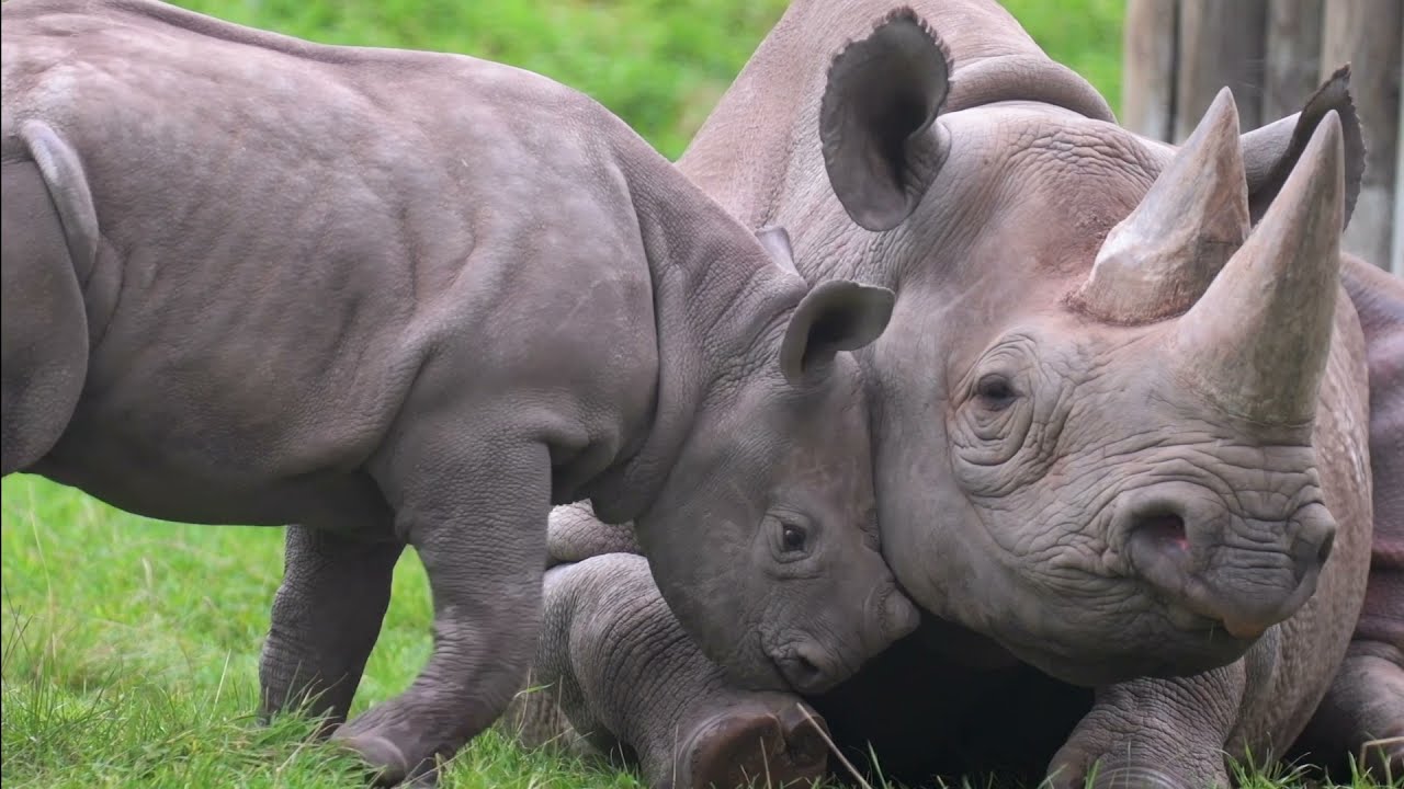Now is the time to ACT FOR WILDLIFE