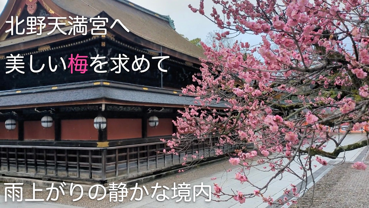 【北野天満宮】美しい梅の庭#kyoto #京都 #北野天満宮 #寺社仏閣 #梅園