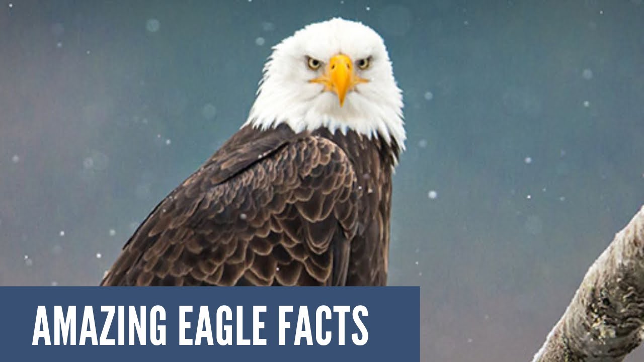 Amazing Eagle Facts !