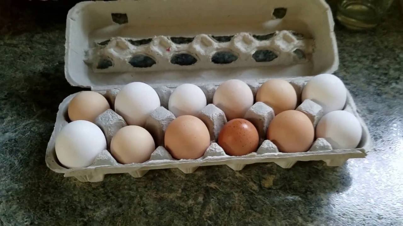 Mini egg farm