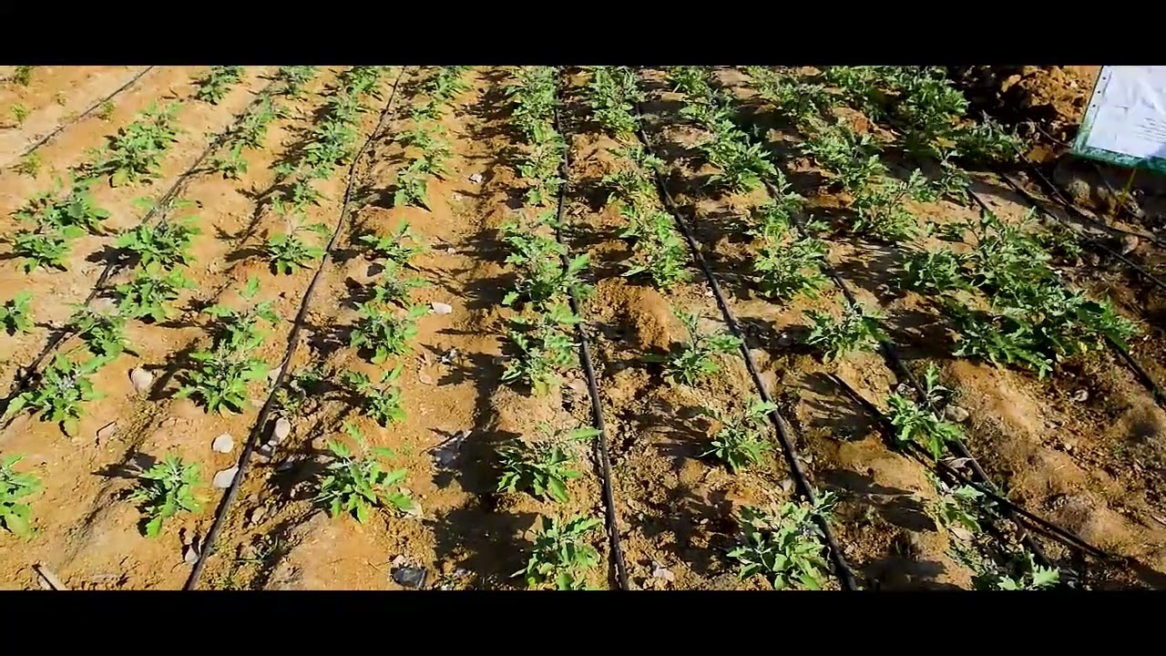 Malla Reddy University School Of Agricultural Sciences Organic Farming