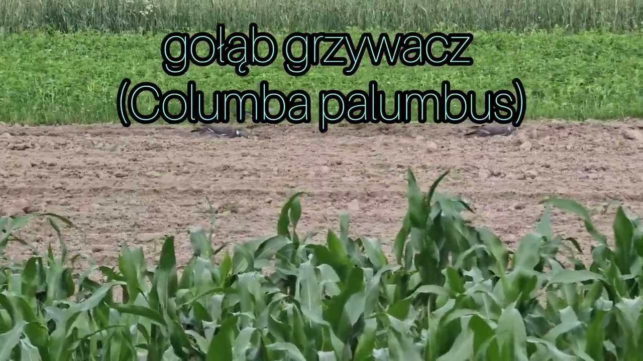 GOŁĄB GRZYWACZ (Columba palumbus)