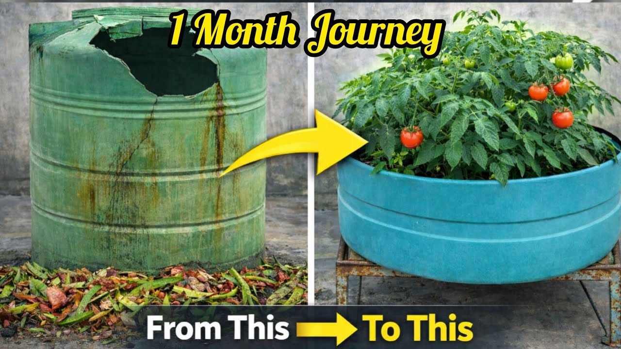 Waste Tank se Tomato Garden | Kharab Tank ka Best Use 🌱 Kabaad se jugaad 😍