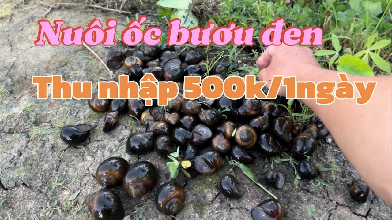 Mô hình nuôi ốc bươu đen ( ốc nhồi ) thu hoạch xoay vòng, thu nhập 500k/1ngày