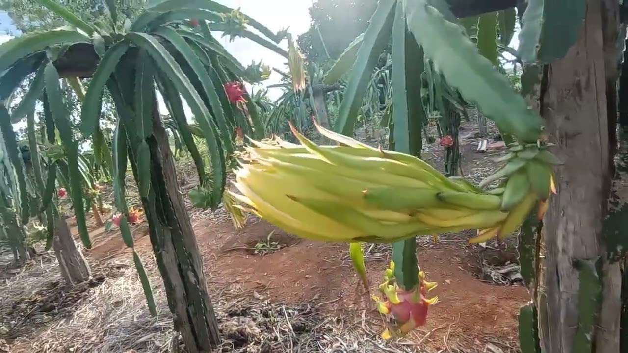 Lavoura de Pitaia, planta nova no sítio 