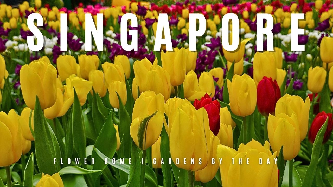 Singapore Travel Guide: Inside the Iconic Flower Dome