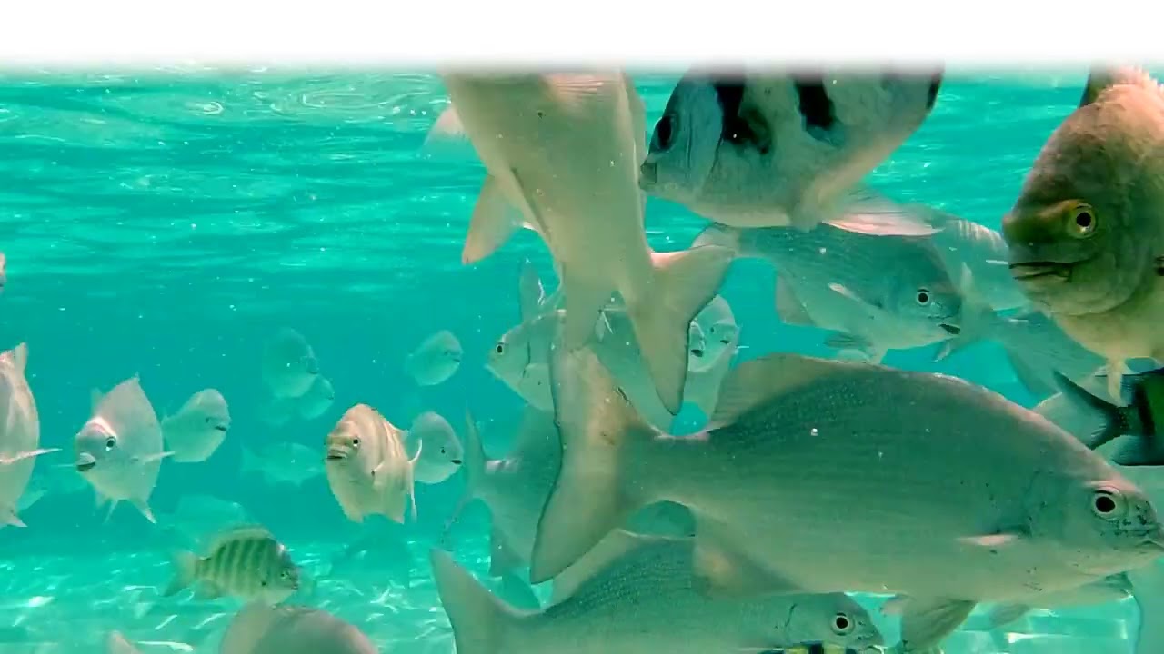 Start Video Web