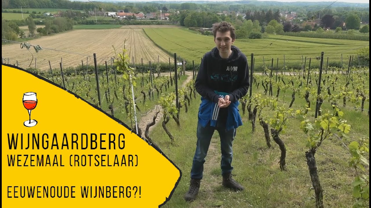 Eeuwenoude Wijngaardberg (Rotselaar)