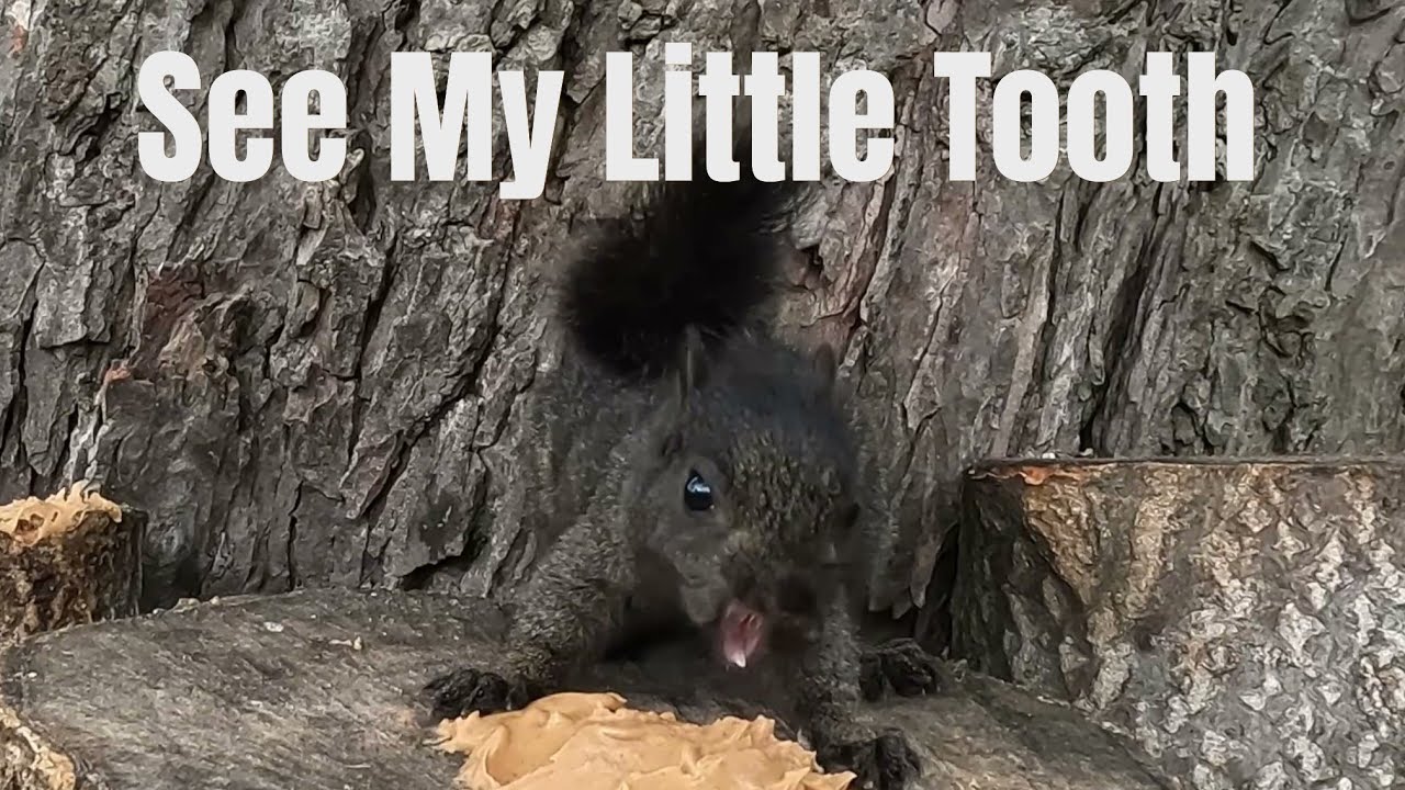 Starlings & Little Squirrel Eating Peanut Butter